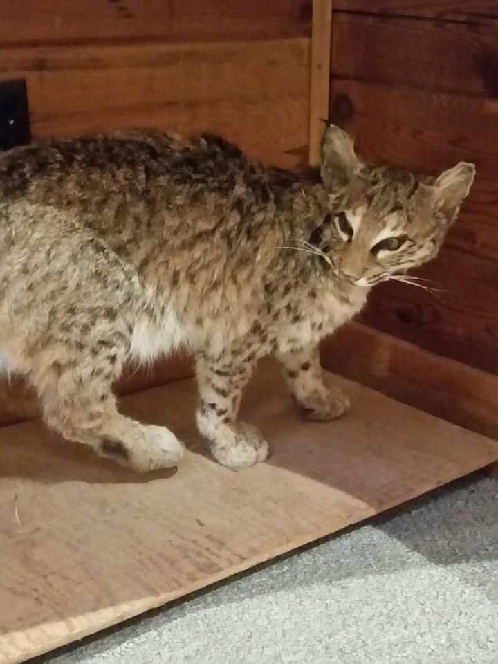 cat
