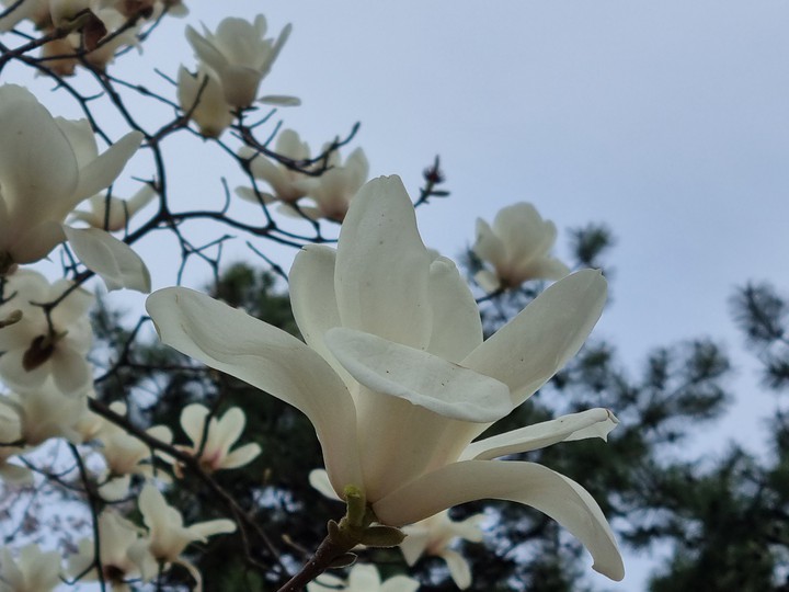 목련