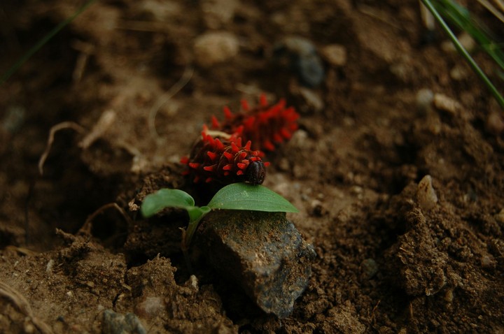 insect