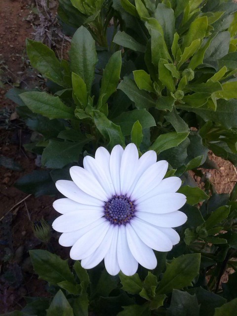 #flower