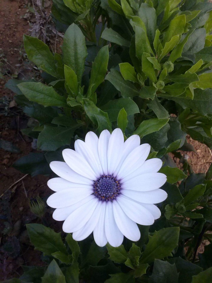 #flower