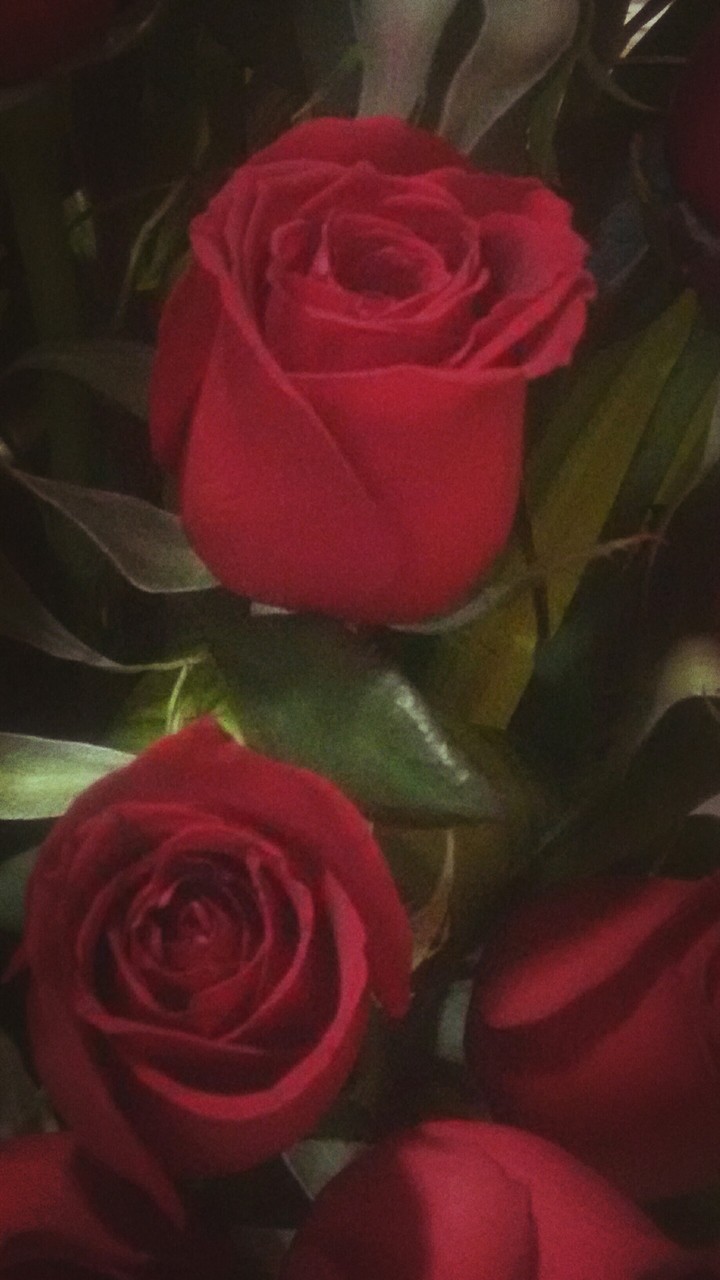 Roses