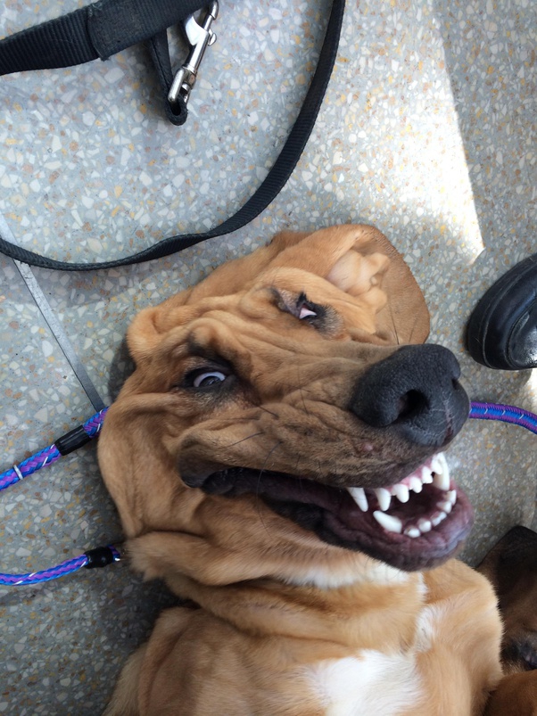 selfie doggie