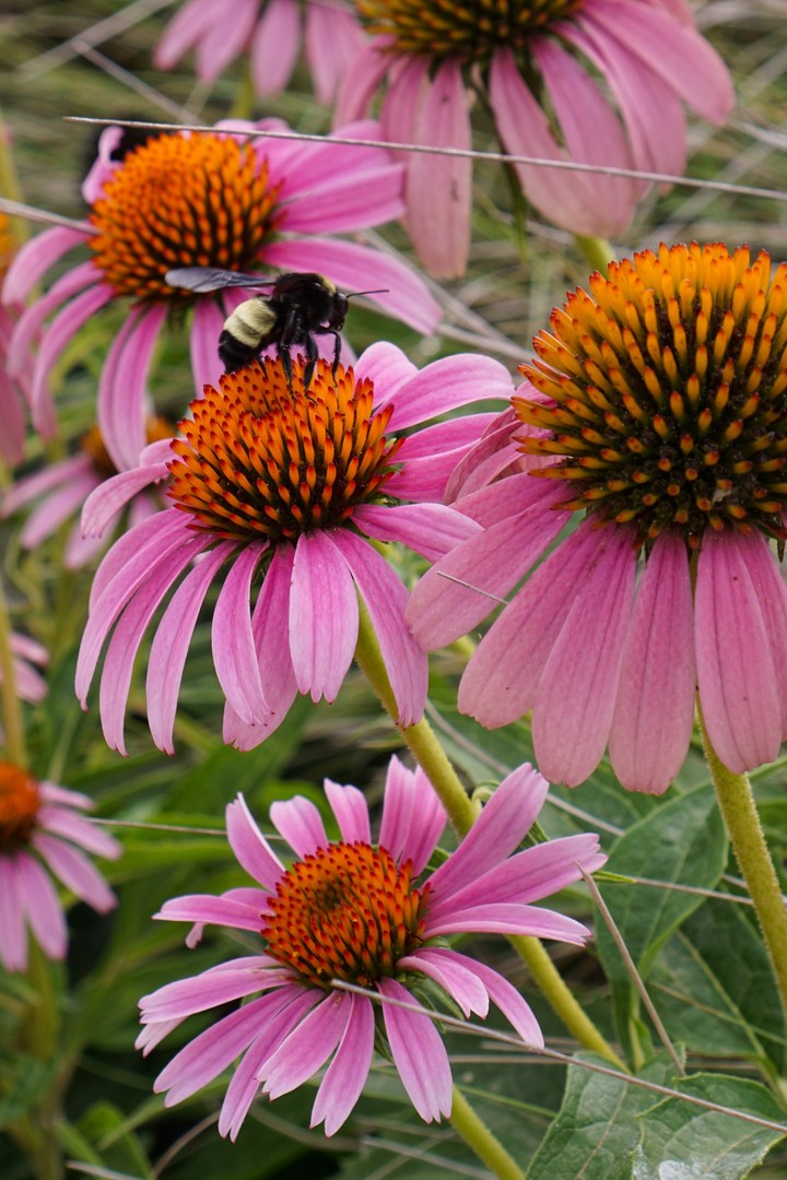 echinacea and bumble bee