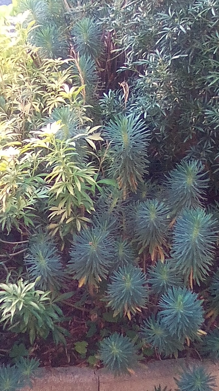 plante extérieur