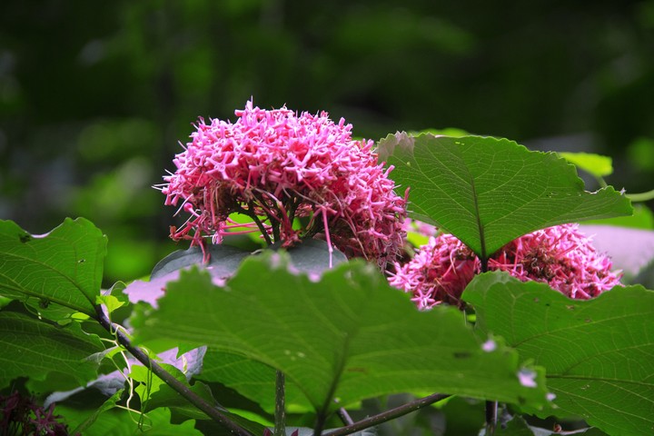 Clerodendrum bungei steude