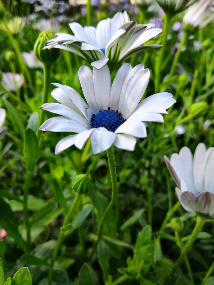 White Flowers