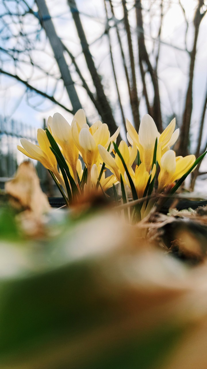 Crocus
