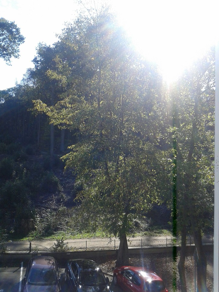 le printemps avant l'heure