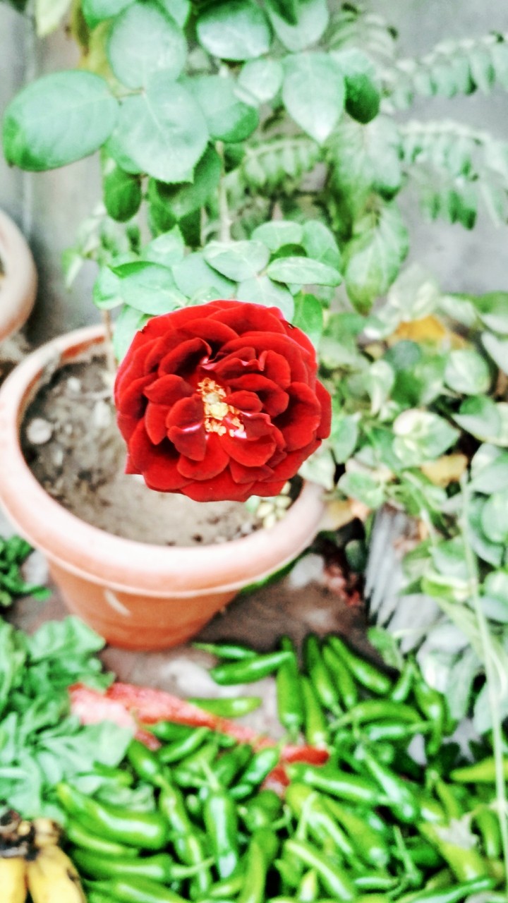 flower