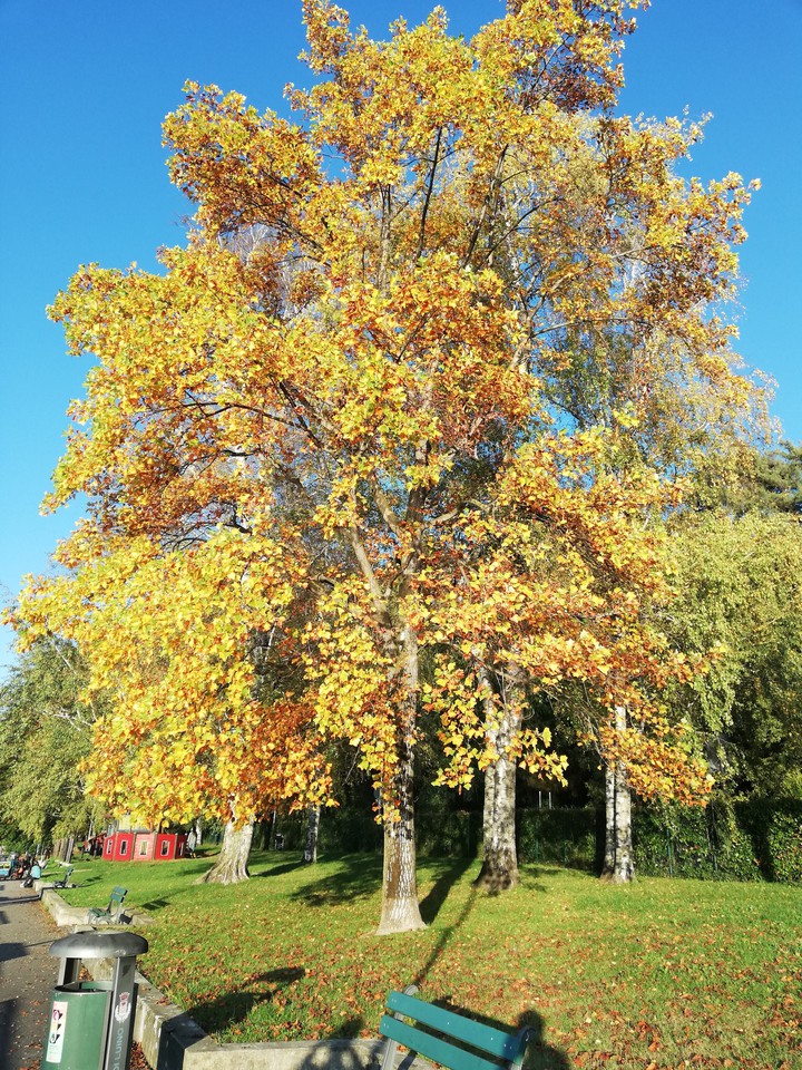 Autumn