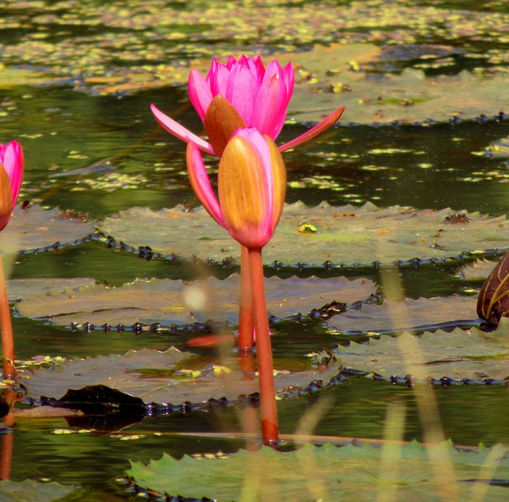 Lotus