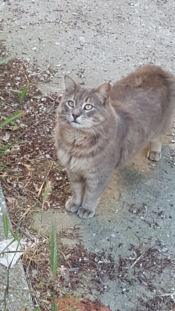 kedi
