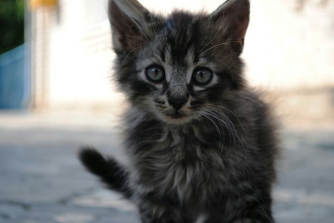 cat