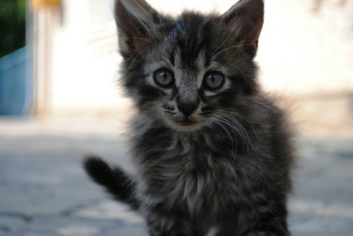cat