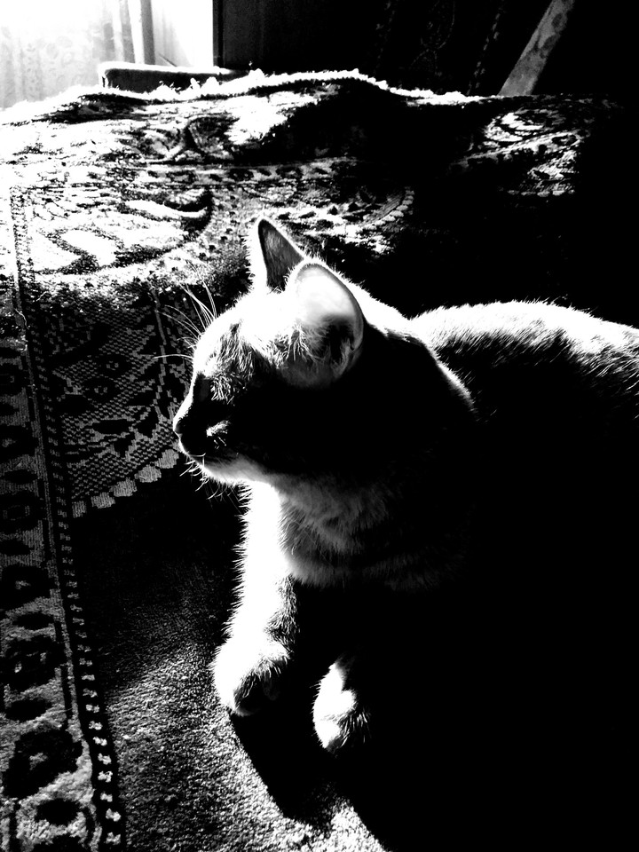 кот
