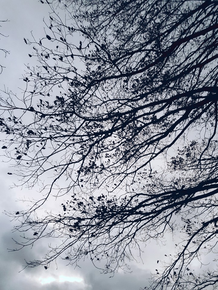 wald