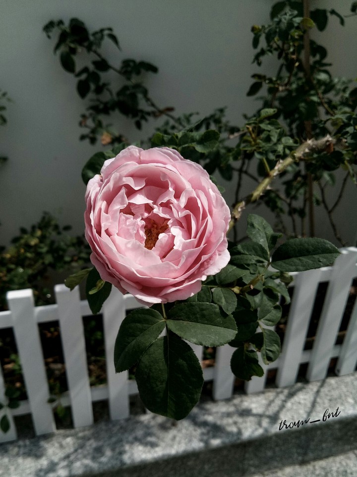 Rose