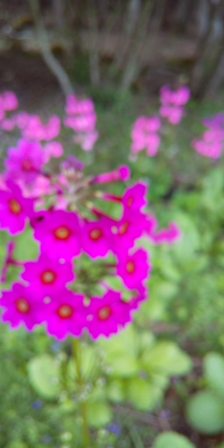 はな