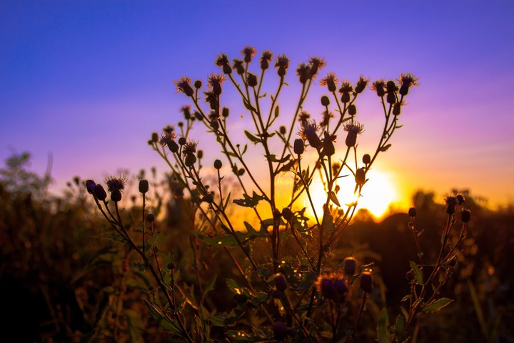 Sun