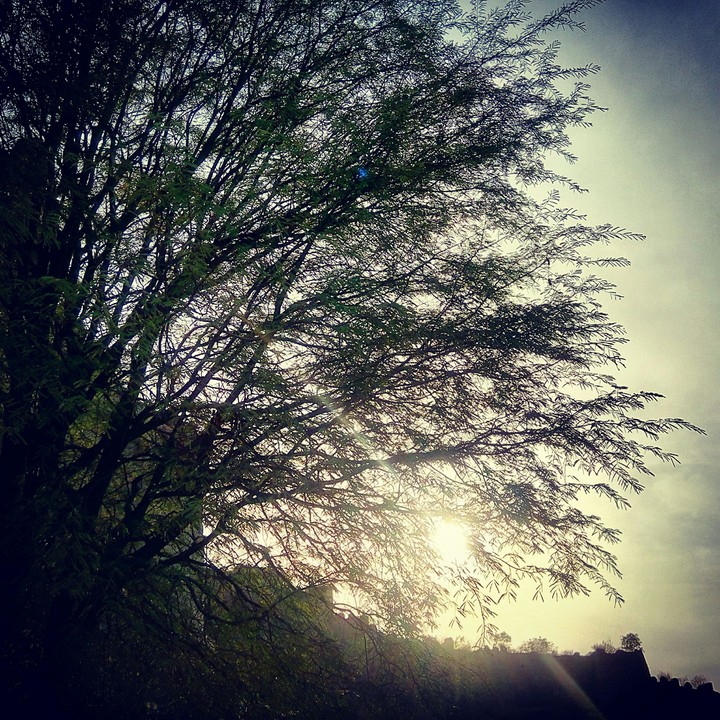 sunset through the leaves