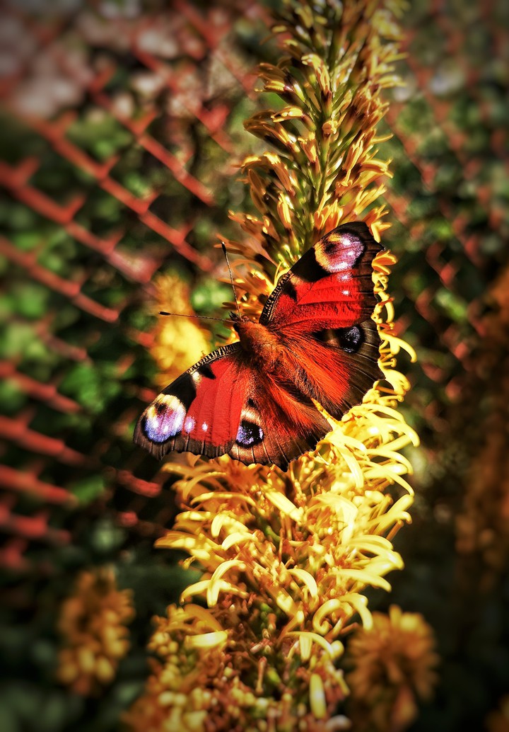 butterfly dance
