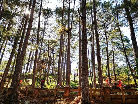 Feeling Pine