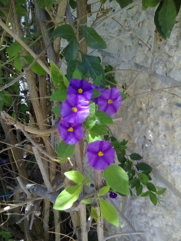 flower