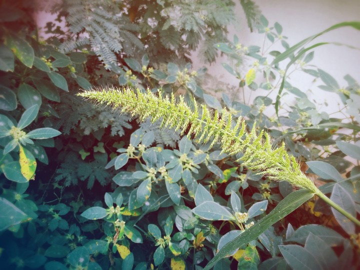 green plant
