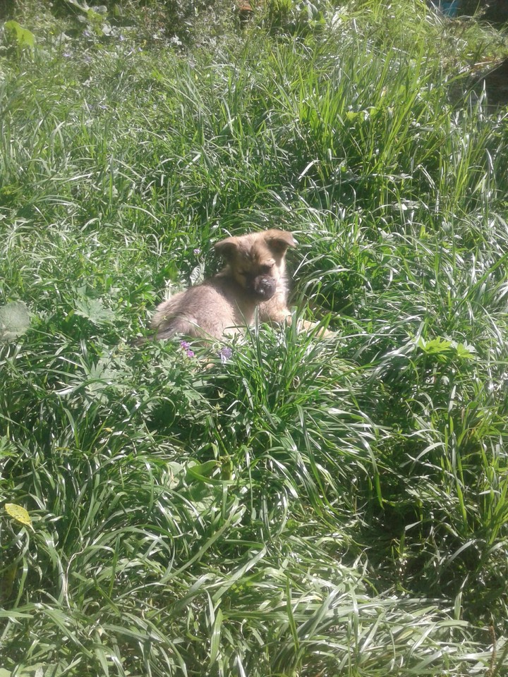 dog