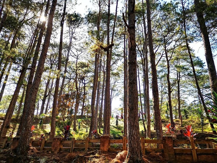 Feeling Pine