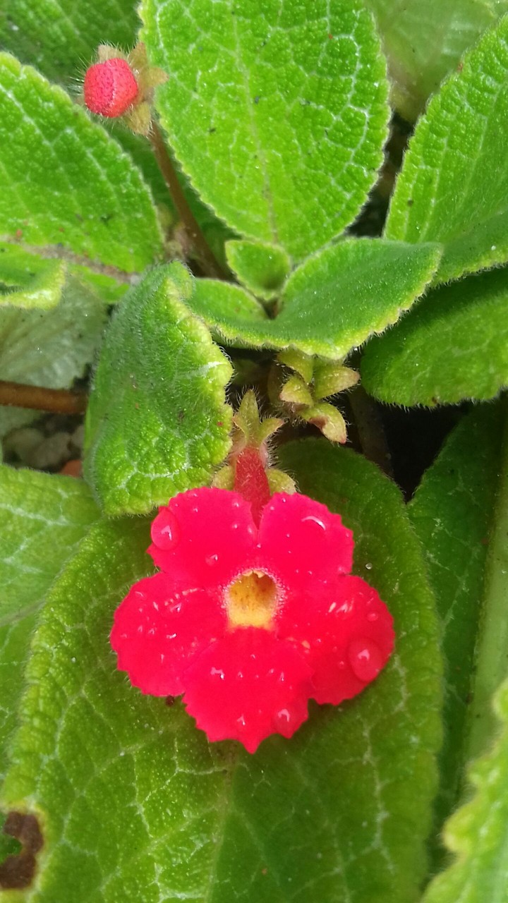 flor vermelha