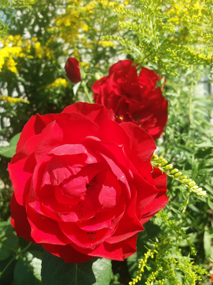 rose