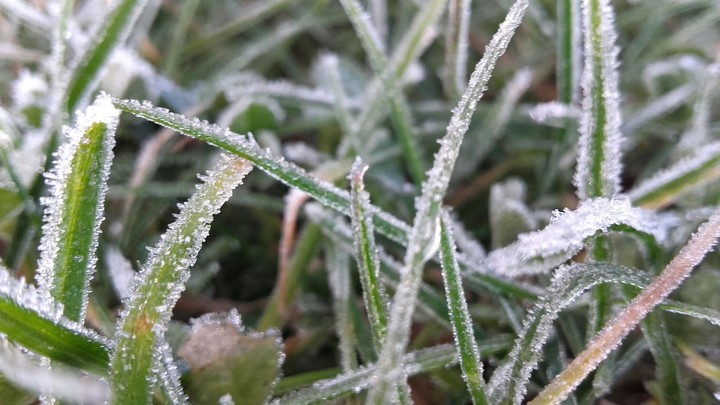 Grass