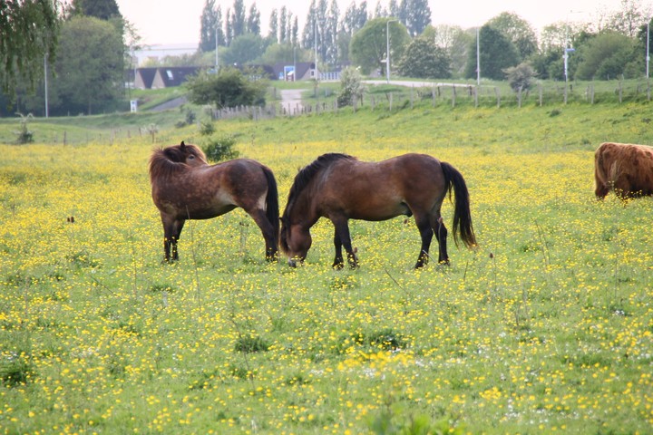 horses