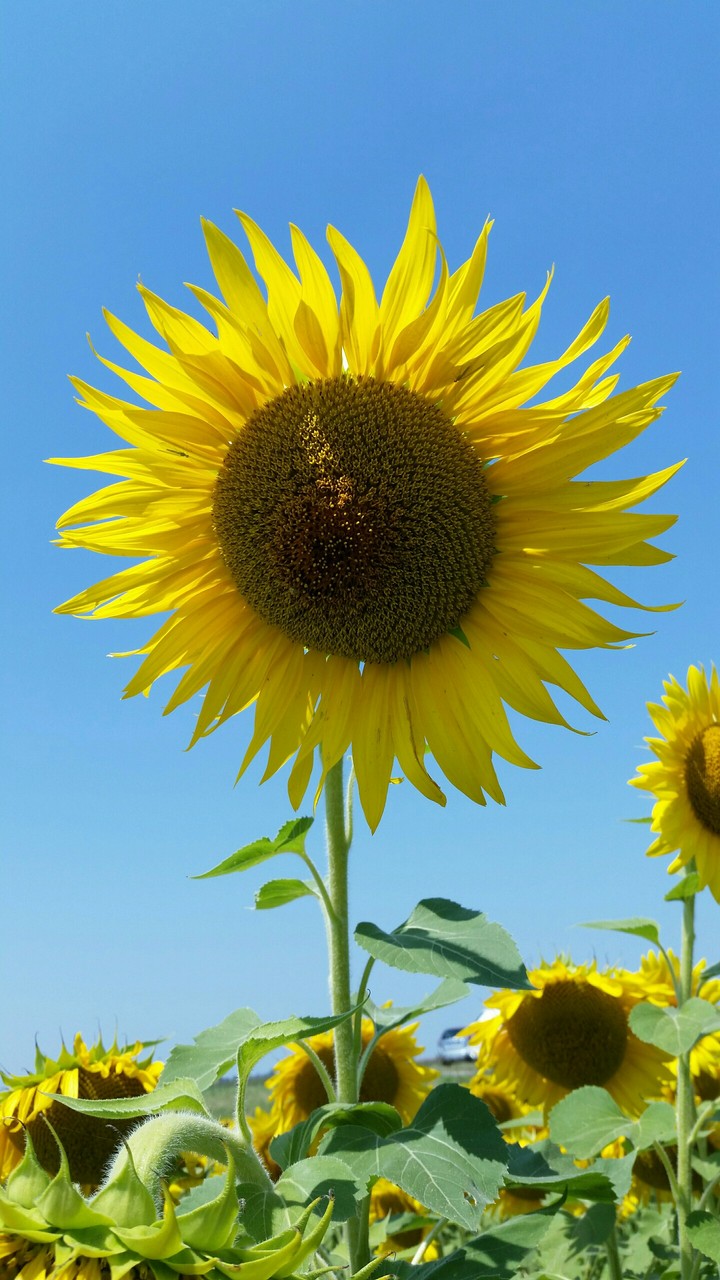 sunflower