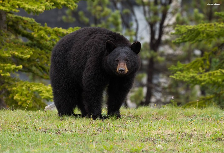 American black bear ?