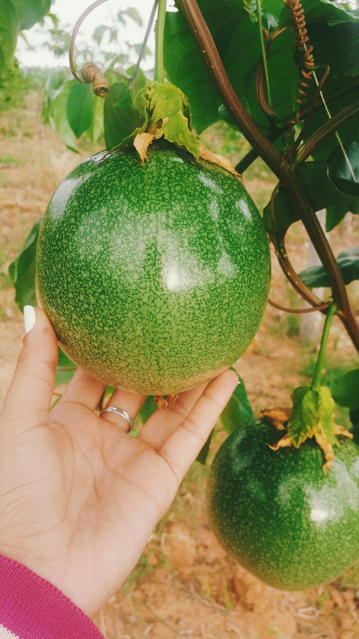 frutaa