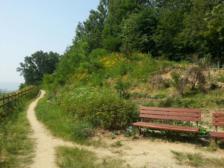 trees and flowers