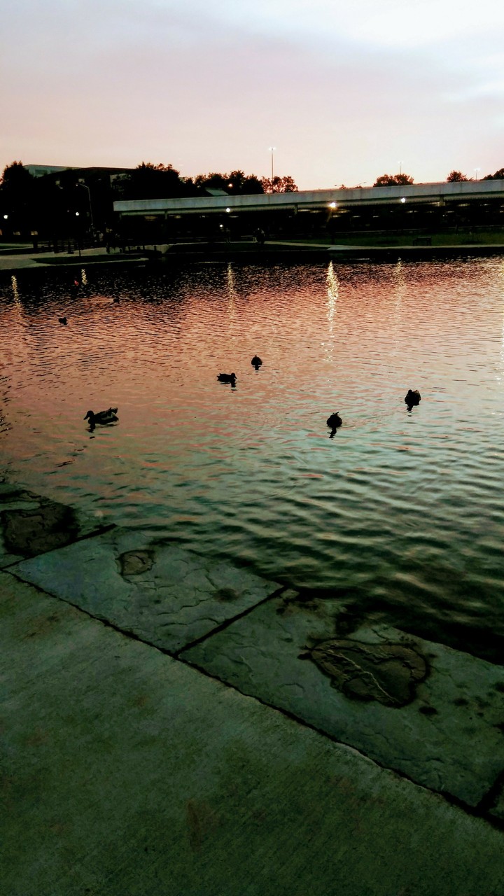 pink pond