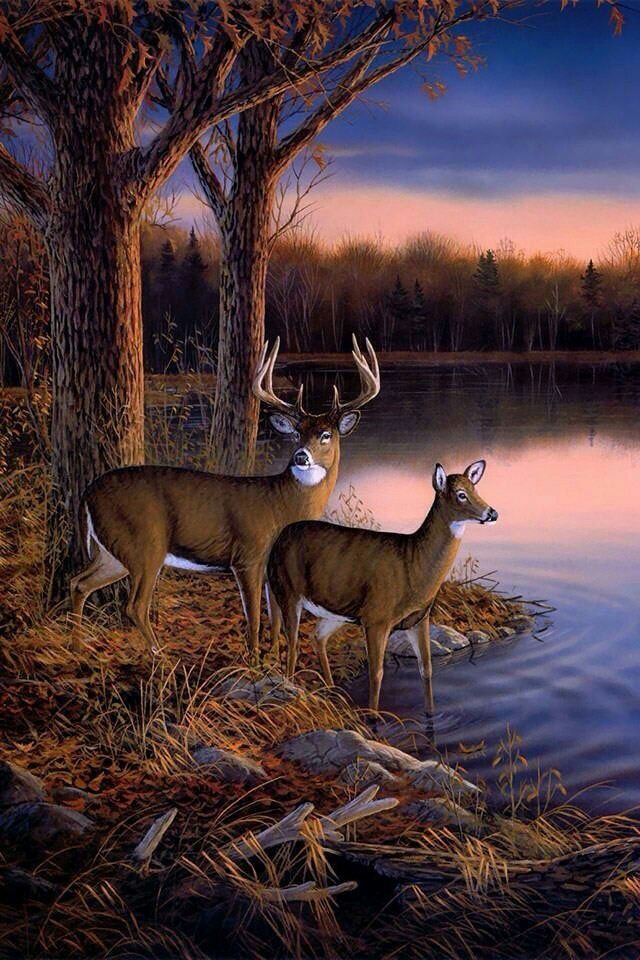 Deer