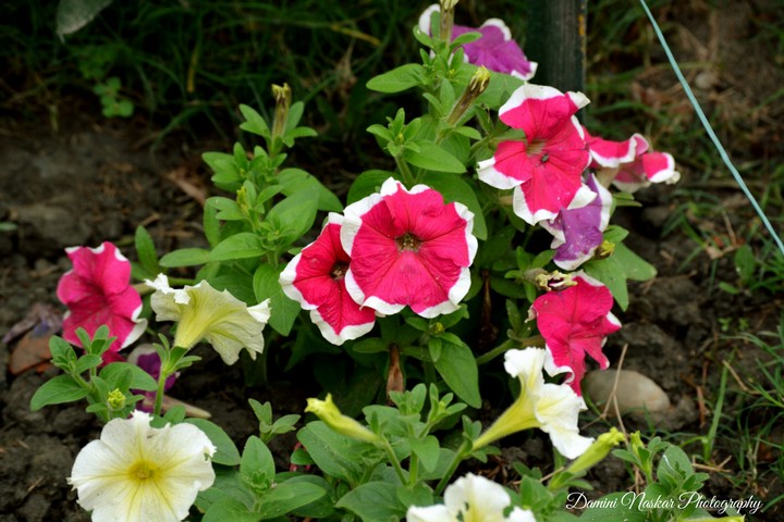 petunia