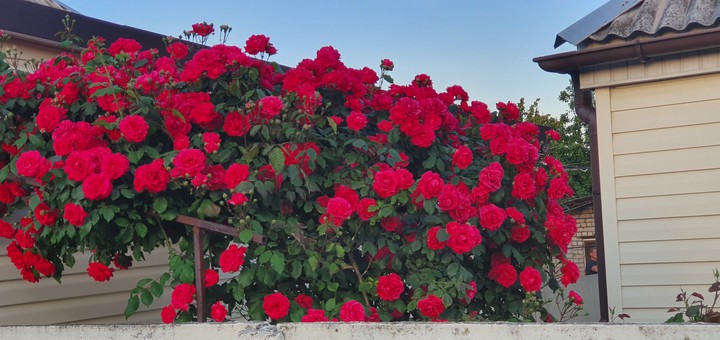 rose