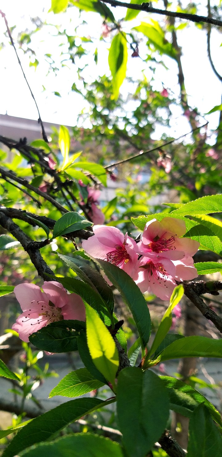 happy blossoms
