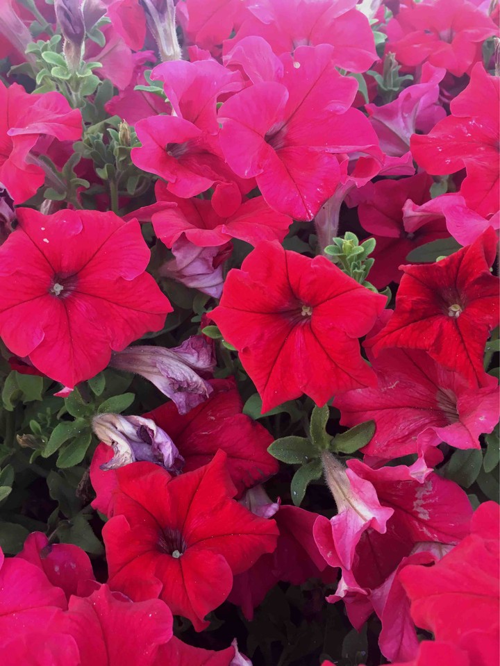 Red flowers