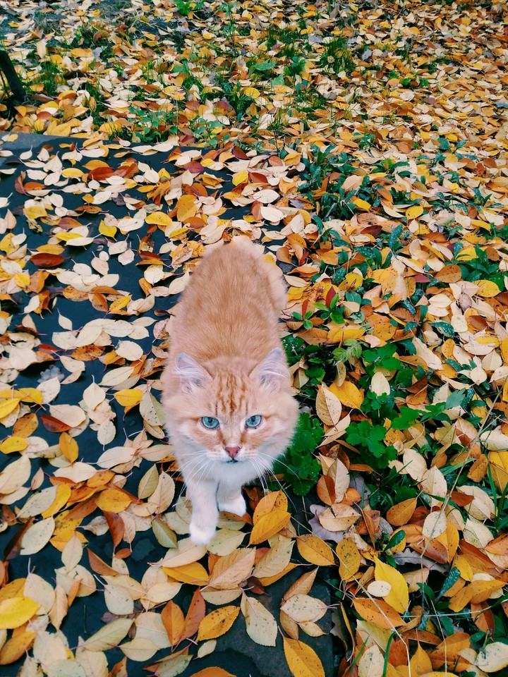 Осенний котик