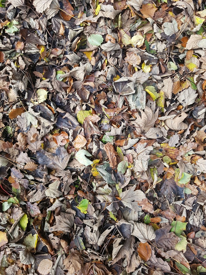 leaves
