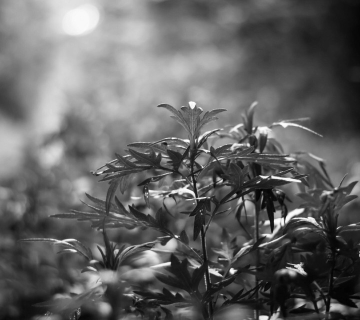This in great black NATURE Background