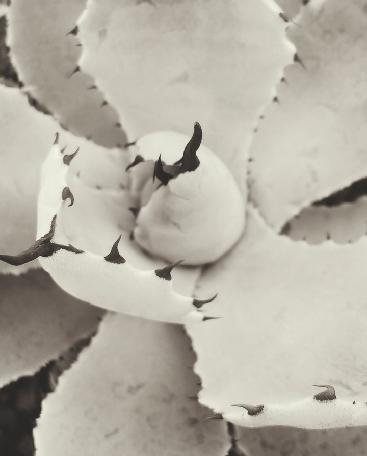 agave