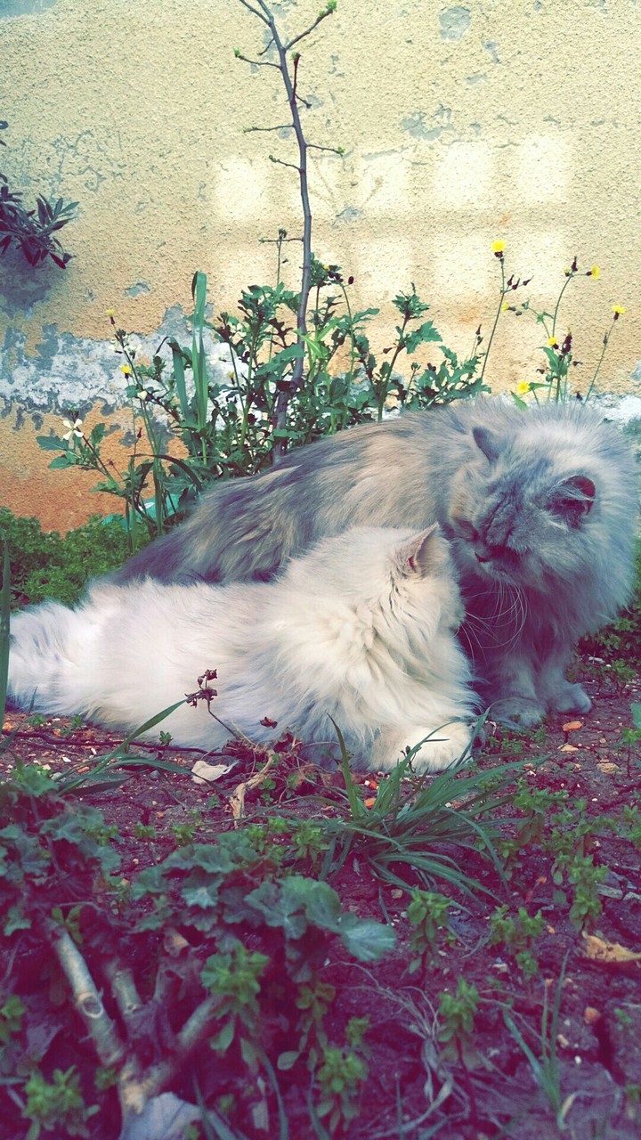 mother and daughter 